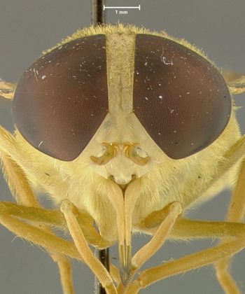 Media type: image;   Entomology 29904 Aspect: head frontal view
